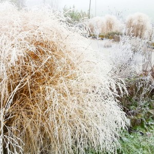 Frost im Lehrgarten des OGV Schöneck